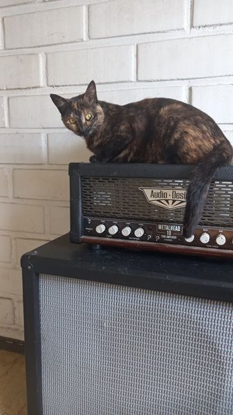 ampli 01.jpg